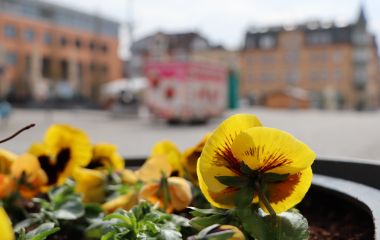 Ein Stiefmütterchen am PIKO-Platz.