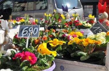 Primeln und andere Frühblüher stehen auf einem Tisch.