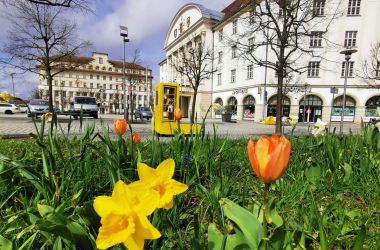 Ein Blumenbeet mit Osterglocken und Tulpen vor der Rathauskulisse mit einem neuen Bücherschrank.