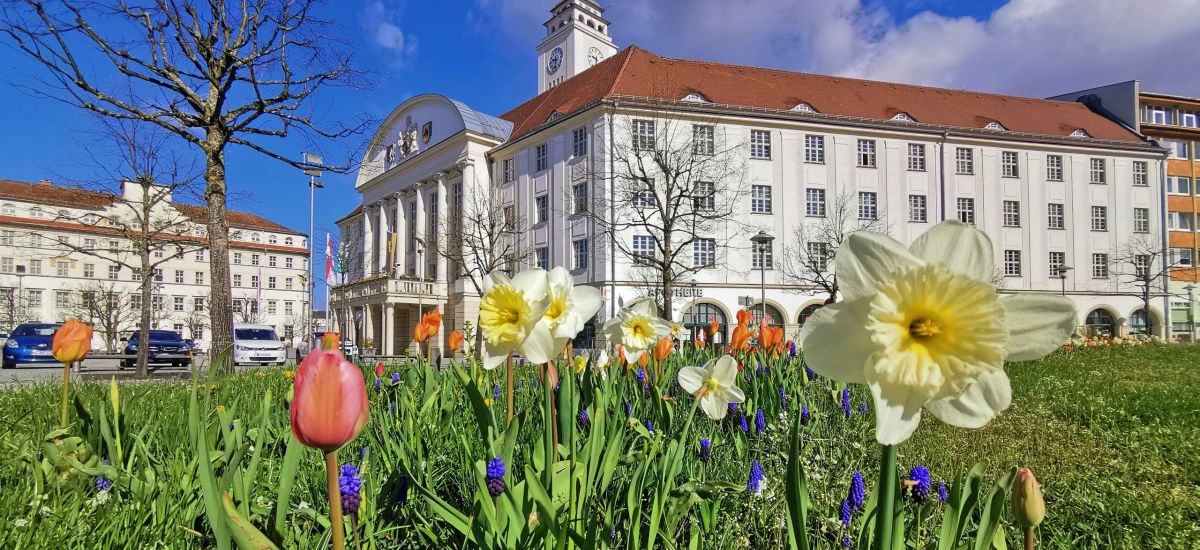Frühblüher auf einer Wiese vor dem Rathaus in Sonneberg.