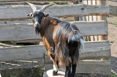 Eine braune Ziege steht vor einem Holzzaun.