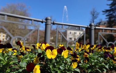 Stiefmütterchen am Stadtpark.