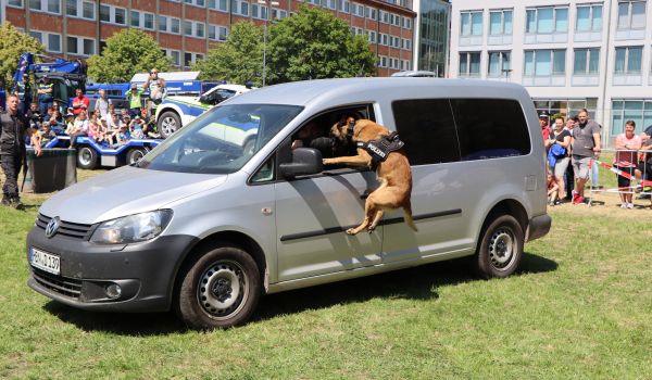 Ein Drogenspürhund schlägt bei einem Auto an.