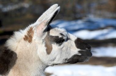 Der Kopf eines Lamas in der Wintersonne.