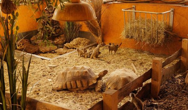 Schildkröten und Erdmännchen im Schauaquarium Nautiland (Foto: Nautiland Sonneberg)