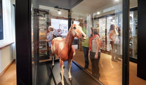 In einem Glaskasten steht ein Pferdemodell.