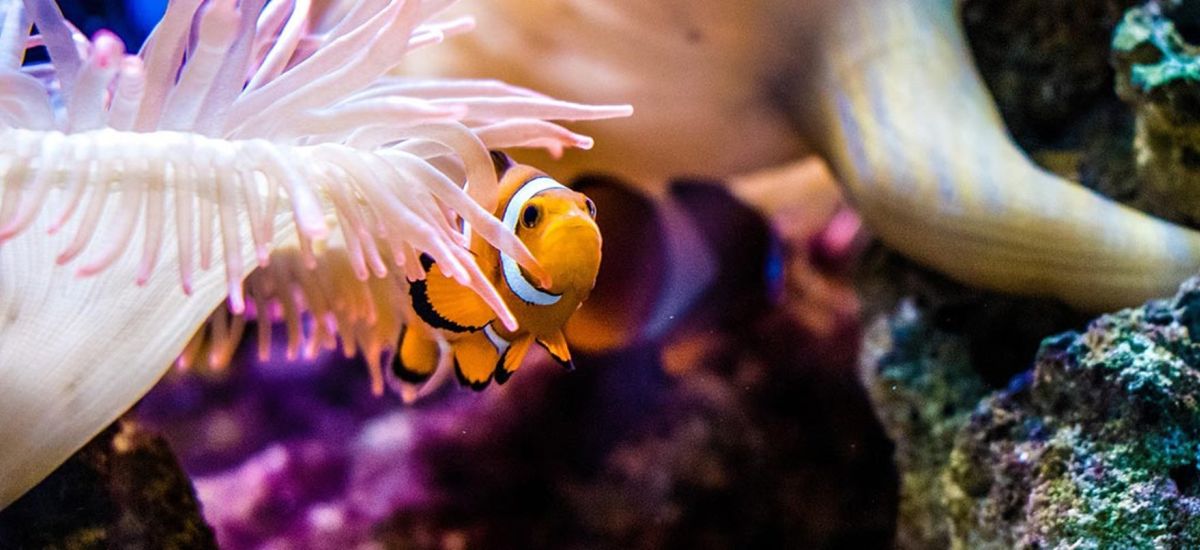 Ein oranger Fisch in einem Aqurium.