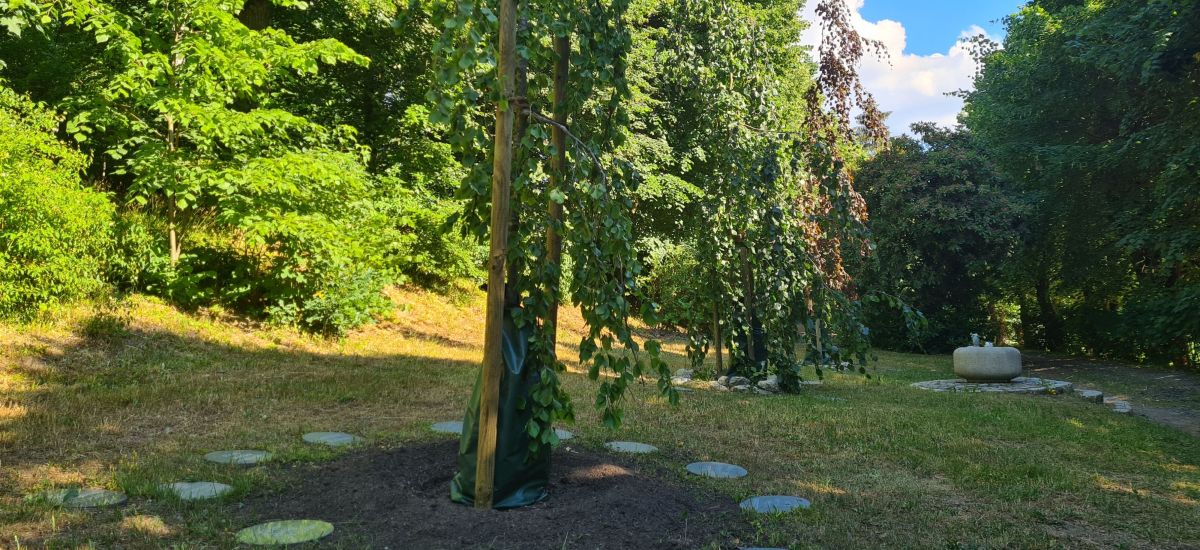 Baumgrabstätten auf dem Hauptfriedhof.