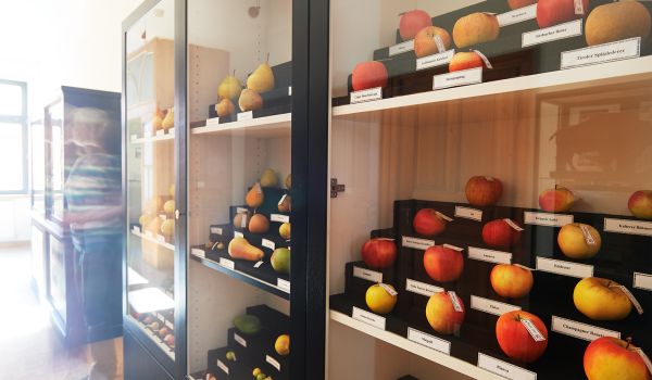 In einer Vitrine sind Modellfrüchte ausgestellt.