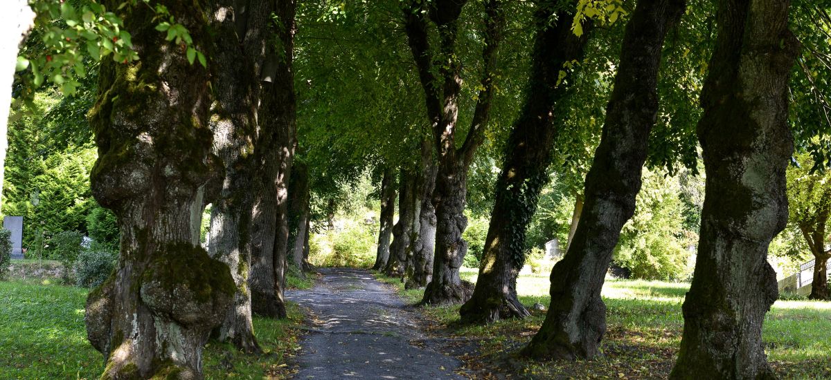 Baumallee auf dem Hauptfriedhof in Sonneberg.