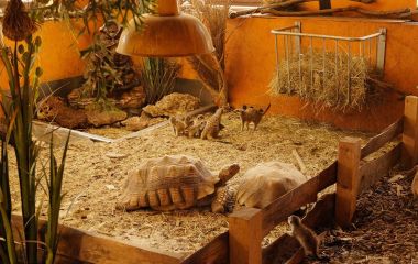 Schildkröten und Erdmännchen im Schauaquarium Nautiland (Foto: Nautiland Sonneberg)