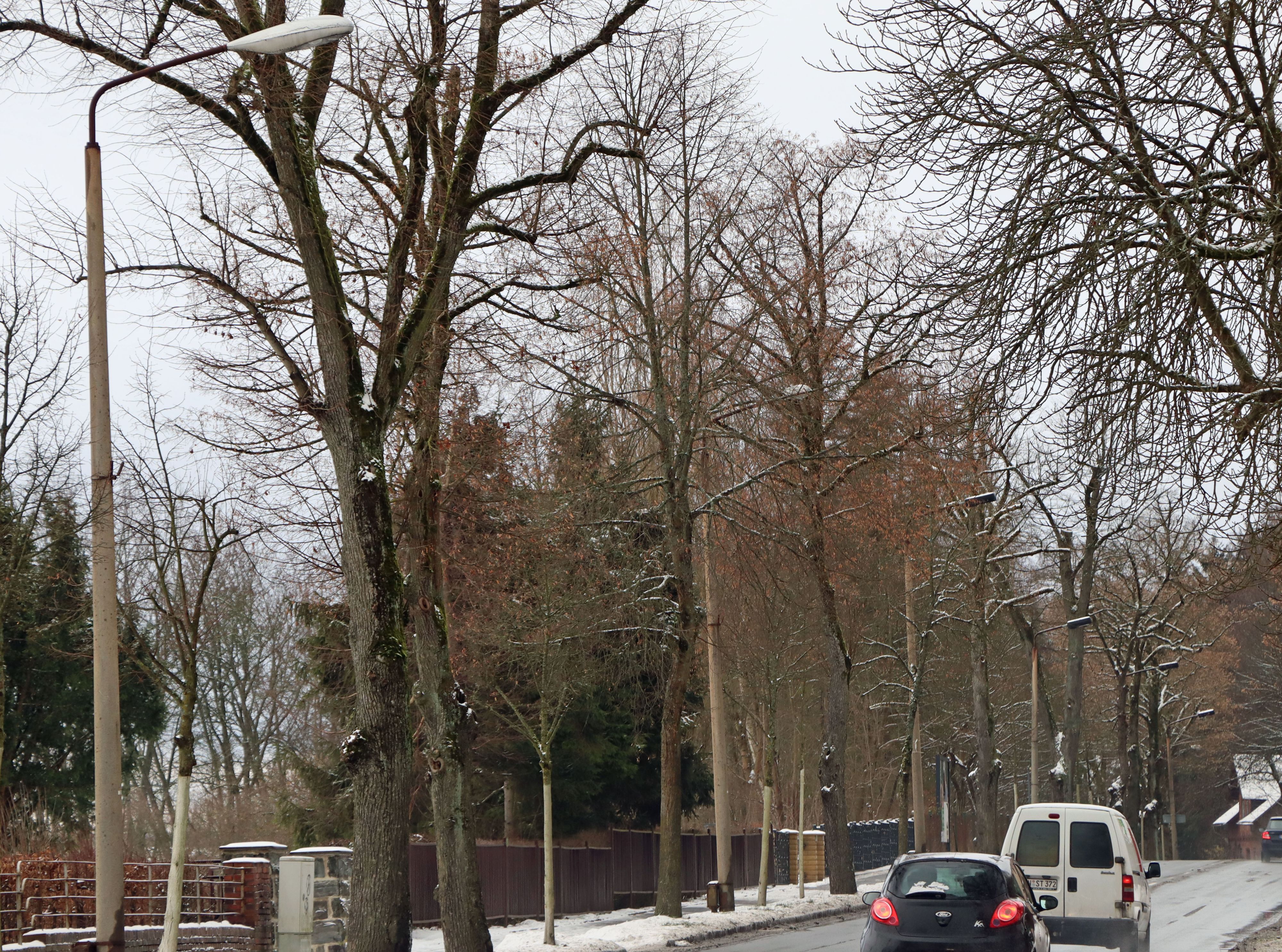 Auf einer Straßenseite stehen alte Straßen-Laternen und Bäume. Auf der Straße fahren Autos. Es ist Winter.