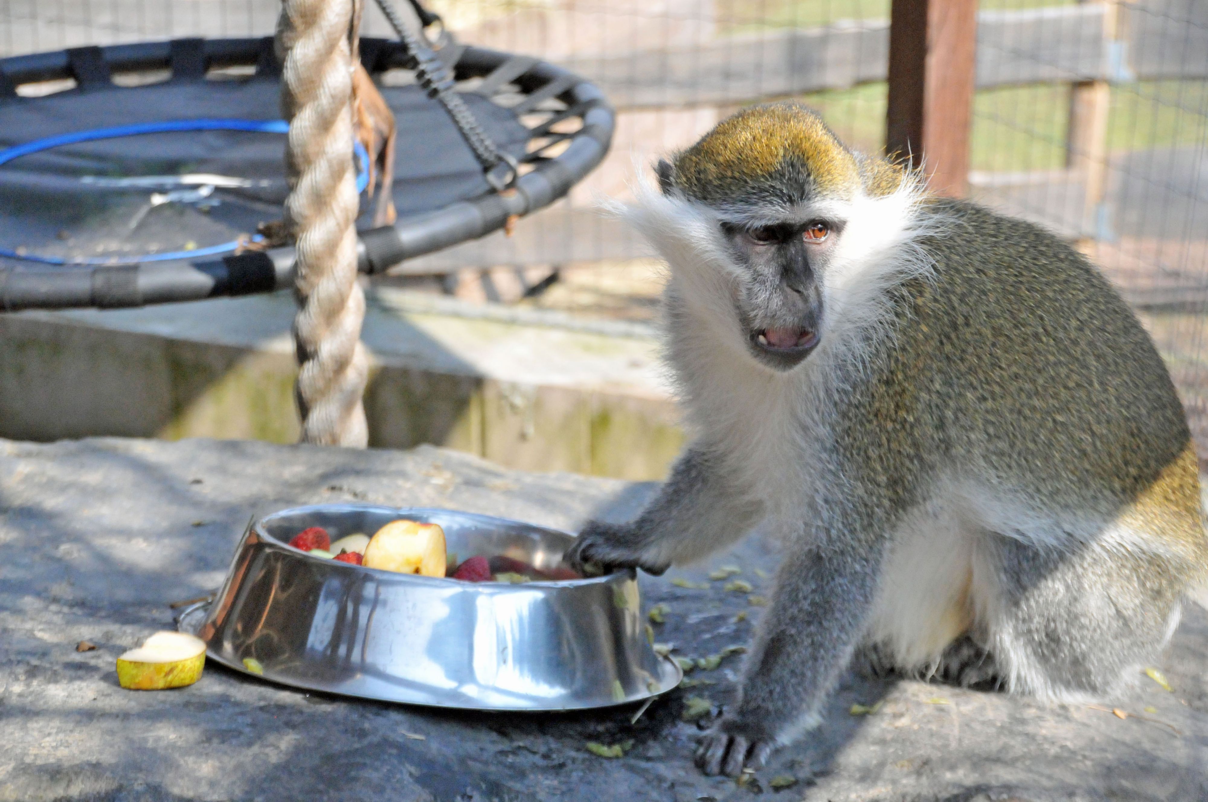 Ein Affe sitzt vor seinem Futter.