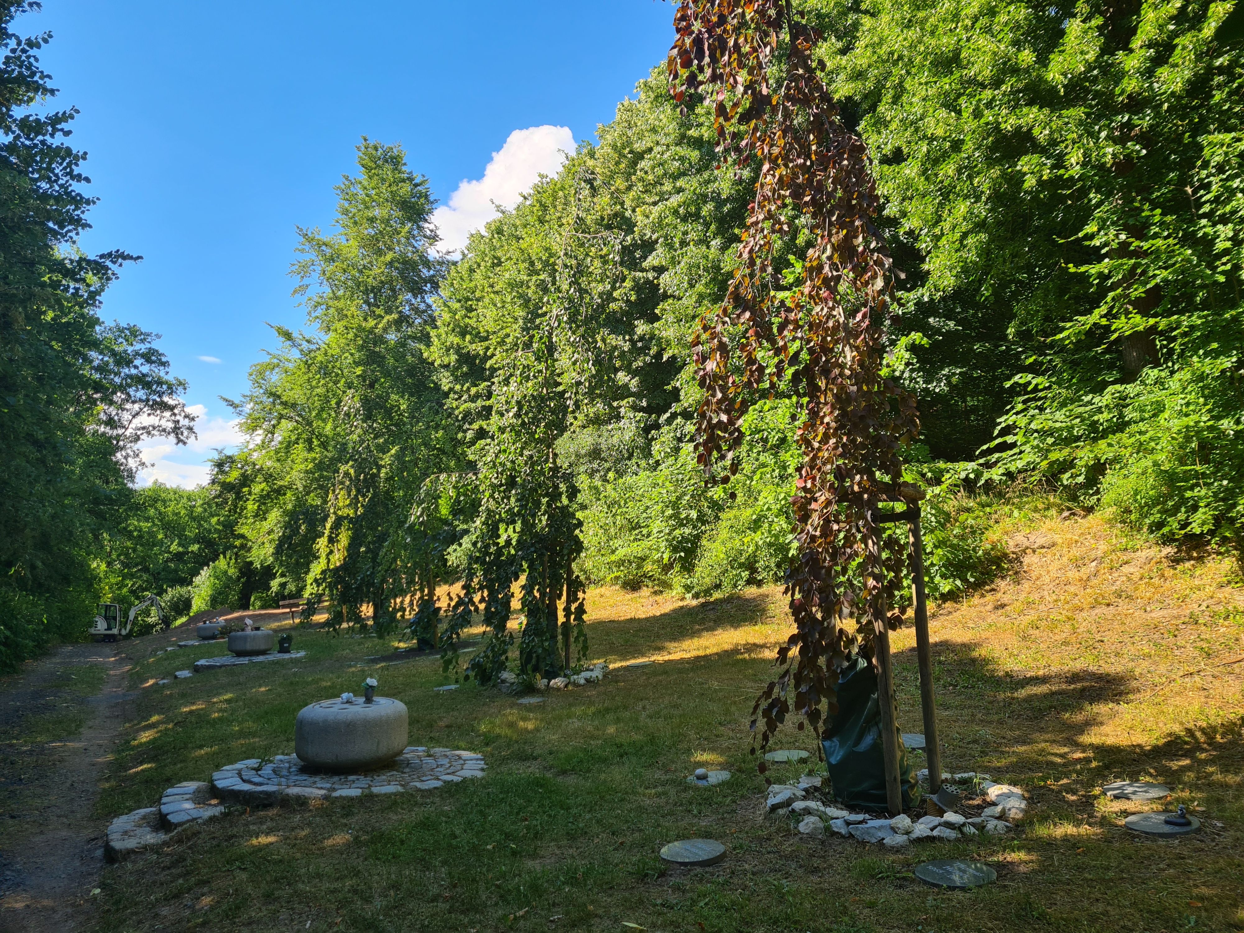 Baumgrabstätten auf dem Hauptfriedhof.